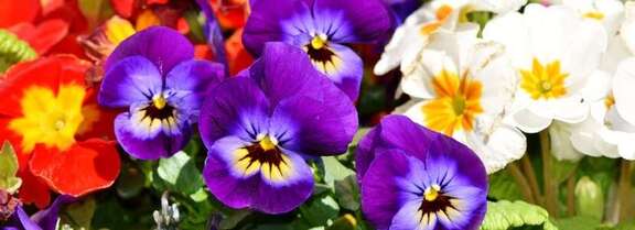 bunte Stiefmütterchen