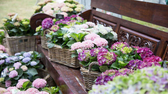 Odenwald Country Fair Verschiedene Blumen sind in Körben angeordnet, die alle auf und rund um eine Bank stehen.