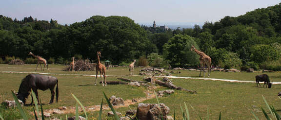 Vergrößerte Ansicht: Ausblick über das Savannen-Areal