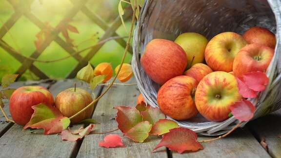 Herbststimmung ein umgekippter Korb, aus dem Äpfel fallen